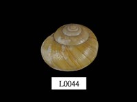 藏品(球蝸牛)的圖片